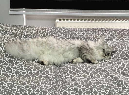 British Longhair görsel