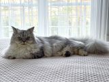 British Longhair