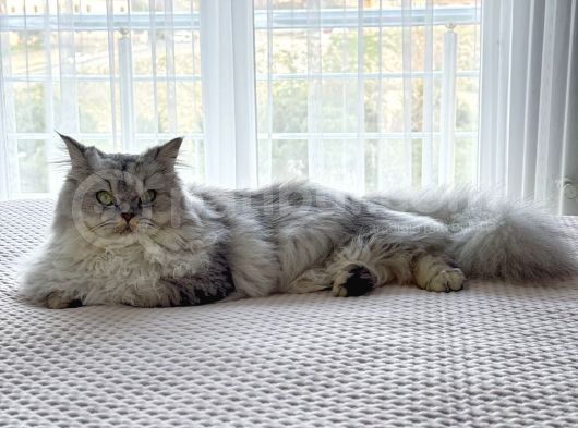 British Longhair görsel