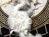 British Longhair