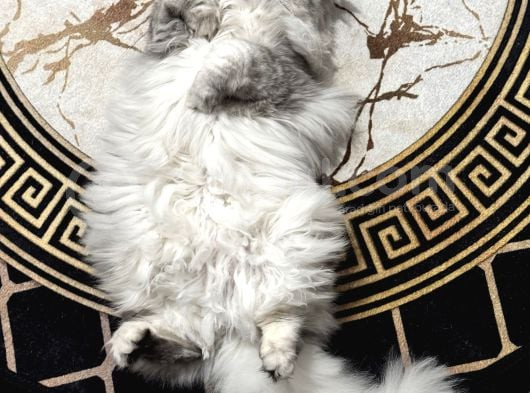 British Longhair görsel