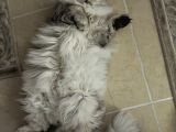 British Longhair