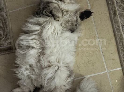 British Longhair görsel