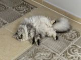 British Longhair