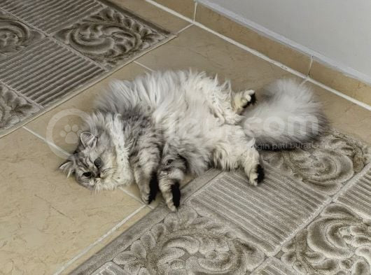 British Longhair