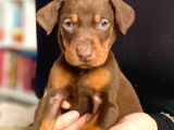 ACİL 2 AYLIK SAF DOBERMANLAR KIZIL SIYAH