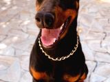 Aci̇l 2 Aylik Saf Dobermanlar Kizil Siyah