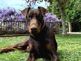 Aci̇l 2 Aylik Saf Dobermanlar Kizil Siyah
