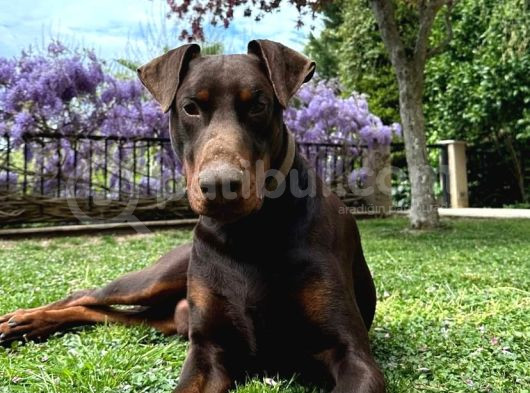 Aci̇l 2 Aylik Saf Dobermanlar Kizil Siyah görsel