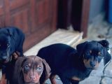 Aci̇l 2 Aylik Saf Dobermanlar Kizil Siyah