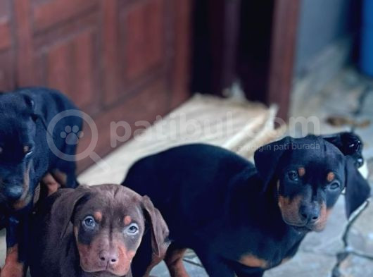 Aci̇l 2 Aylik Saf Dobermanlar Kizil Siyah görsel