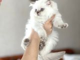 Muhteşem Güzelli̇kte Blue Poi̇nt Bri̇ti̇sh Longhai̇r Yavrumuz