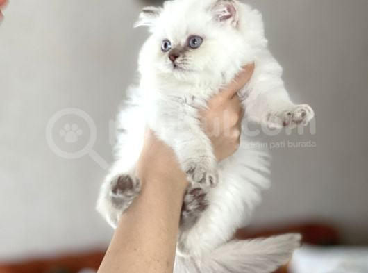 Muhteşem Güzelli̇kte Blue Poi̇nt Bri̇ti̇sh Longhai̇r Yavrumuz görsel