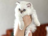 Muhteşem Güzelli̇kte Blue Poi̇nt Bri̇ti̇sh Longhai̇r Yavrumuz