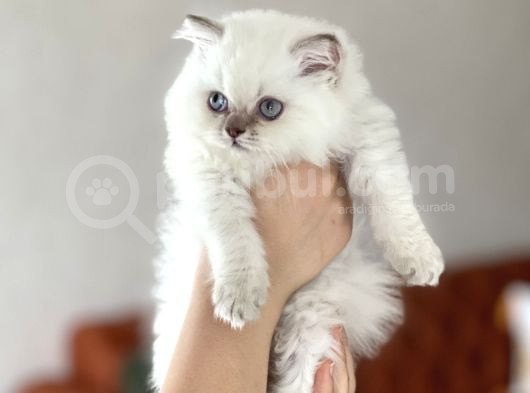 Muhteşem Güzelli̇kte Blue Poi̇nt Bri̇ti̇sh Longhai̇r Yavrumuz görsel
