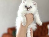 MUHTEŞEM GÜZELLİKTE BLUE POİNT BRİTİSH LONGHAİR YAVRUMUZ