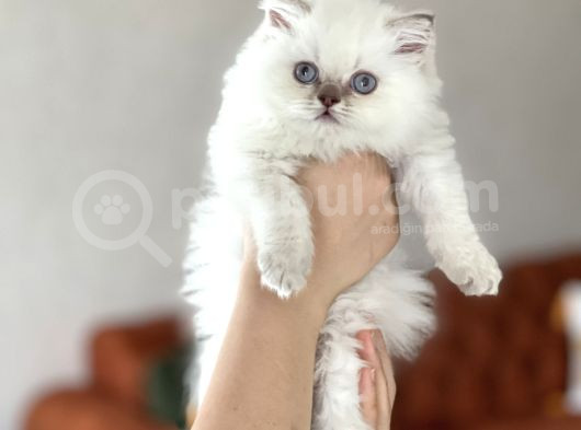 Muhteşem Güzelli̇kte Blue Poi̇nt Bri̇ti̇sh Longhai̇r Yavrumuz