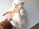 British Shorthair bembeyaz yavrular