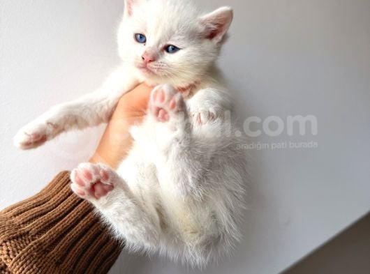 British Shorthair Bembeyaz Yavrular