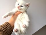 British Shorthair Bembeyaz Yavrular
