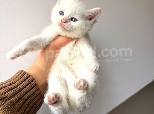 British Shorthair Bembeyaz Yavrular görsel