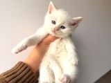 British Shorthair Bembeyaz Yavrular