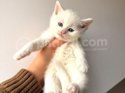 British Shorthair Bembeyaz Yavrular görsel