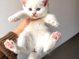 British Shorthair Bembeyaz Yavrular