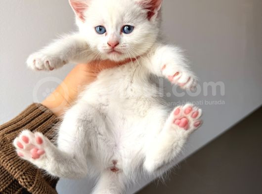 British Shorthair Bembeyaz Yavrular görsel