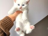British Shorthair Bembeyaz Yavrular