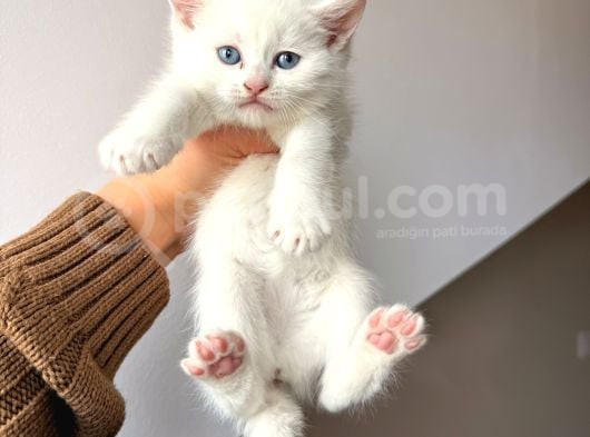 British Shorthair Bembeyaz Yavrular görsel
