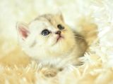 Göz Alıcı Silver British Shorthair