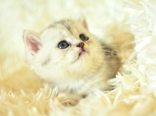 Göz Alıcı Silver British Shorthair görsel