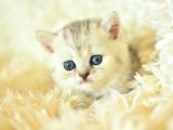 Göz Alıcı Silver British Shorthair