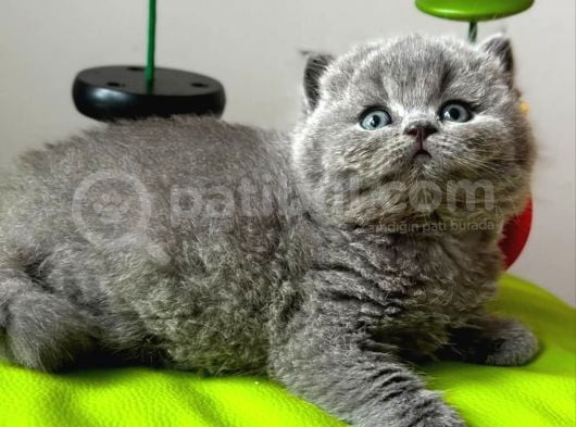 Yuvarlak Kafa Gri British Shorthair görsel