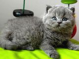 Yuvarlak Kafa Gri British Shorthair