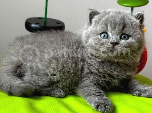 Yuvarlak Kafa Gri British Shorthair görsel