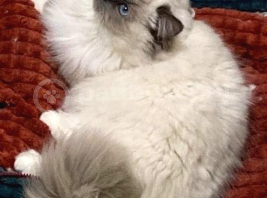 Ragdoll Mitted görsel