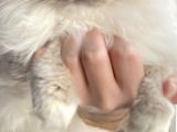 Ragdoll Mitted