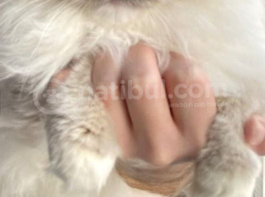 Ragdoll Mitted
