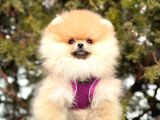 Teddy Face Boo Pomeranian Bebekler