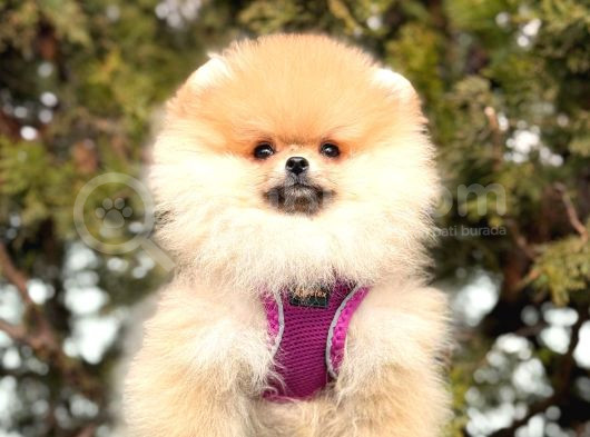 Teddy Face Boo Pomeranian Bebekler görsel