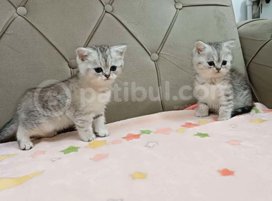 Evden Bri̇ti̇sh Shorthai̇r Yavrularimiz görsel
