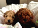Orjinal Toy Poodle Teacup Kore Ailemizin Yavruları