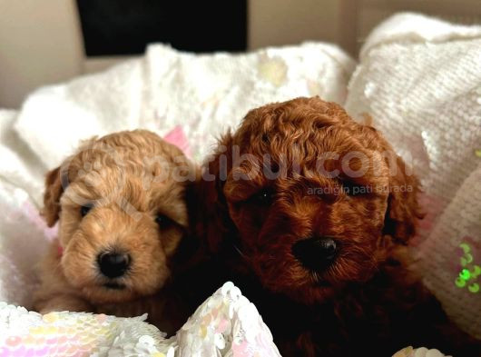 Orjinal Toy Poodle Teacup Kore Ailemizin Yavruları görsel