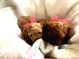 Orjinal Toy Poodle Teacup Kore Ailemizin Yavruları