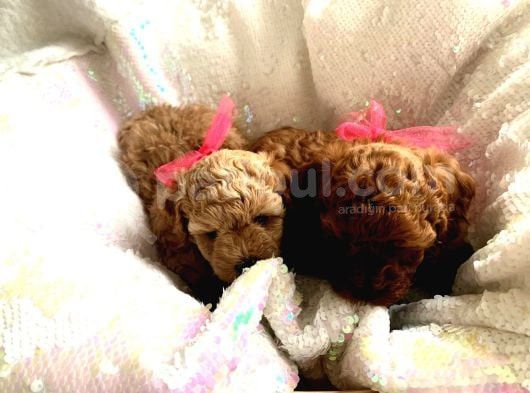 Orjinal Toy Poodle Teacup Kore Ailemizin Yavruları görsel