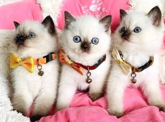 Maviş Chocolattepoınt Ve Bluepoınt Brıtısh Shorthair görsel
