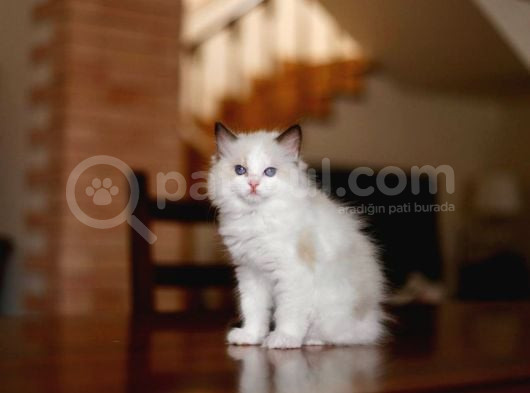 Asi̇l Ragdoll görsel