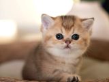 Bebeksi Golden British Shorthair Ny24